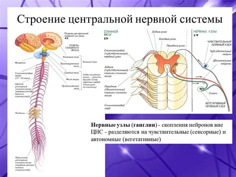 Структура и функционирование нервной системы в области локализации левого почечного органа у представителей мужского пола