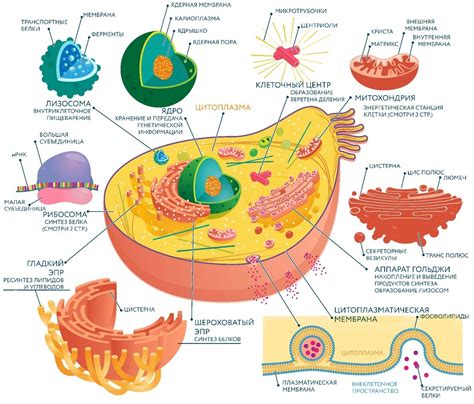 Структура клетки: ключевые элементы и их функции