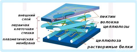Структура клеточной стенки и поддержка растений