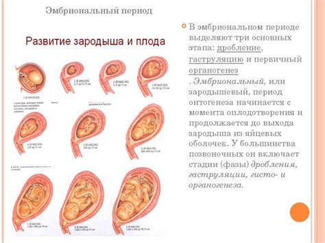 Структура матки на 10 неделе беременности: макро- и микроуровни