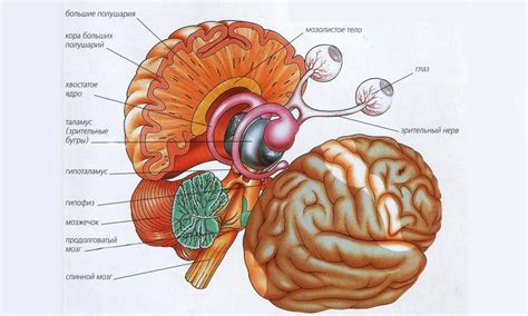 Структура мозга: архитектура головного органа