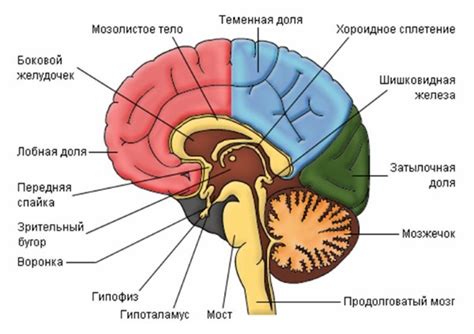 Структура мозга человеческого организма: основные компоненты и функции