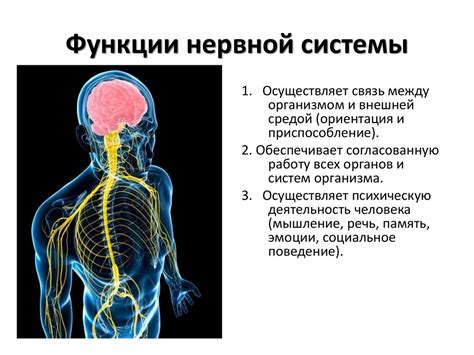 Структура нервной ткани и ее функция в передаче информации