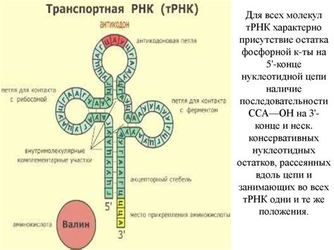 Структура нуклеотидной цепи у микроорганизмов: особенности и различия