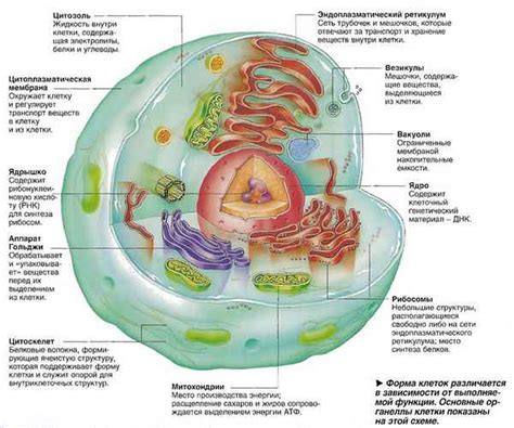 Структура переносицы и ее роли в организме человека