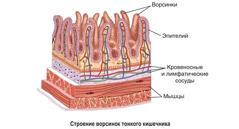 Структура петель тонкого кишечника