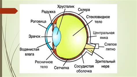 Структура роговицы: важный компонент органа зрения