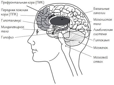 Структура сети кровеносных сосудов головного мозга и их функциональная значимость