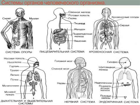 Структура человеческого организма: основные системы и элементы