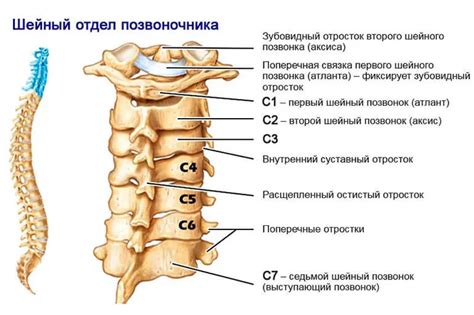 Структура шейных позвонков С6 и С7