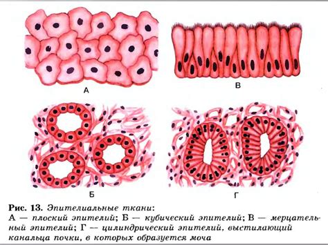 Структура эпителиальных тканей: клетки и их функции