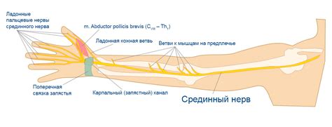 Структурное расположение основного нерва в области верхней конечности