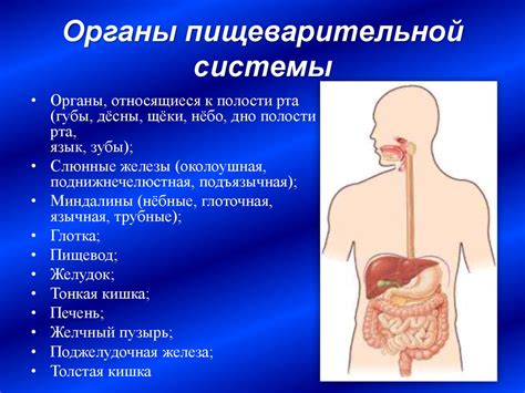 Структурные компоненты пищеварительной системы: точки трансформации крахмальных веществ