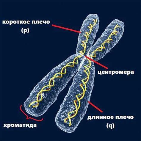 Структурные компоненты хромосом: ключевые элементы и их роли