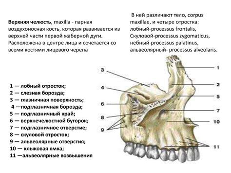 Структурные особенности и функциональное значение челюстной кости