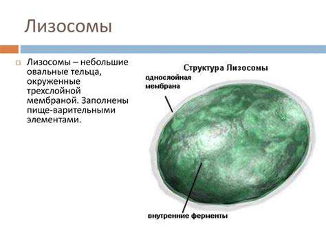 Структурные особенности лизосом