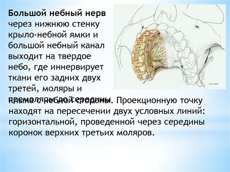 Структуры, не нуждающиеся в нервной иннервации: кости, сухожилия и другие