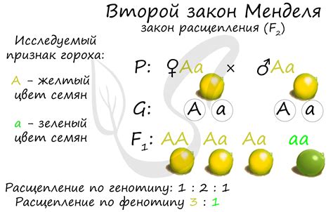 Суть законов Менделя: основные принципы наследования в генетике