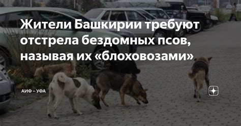 Существенные умения и поведенческие приспособления бездомных псов