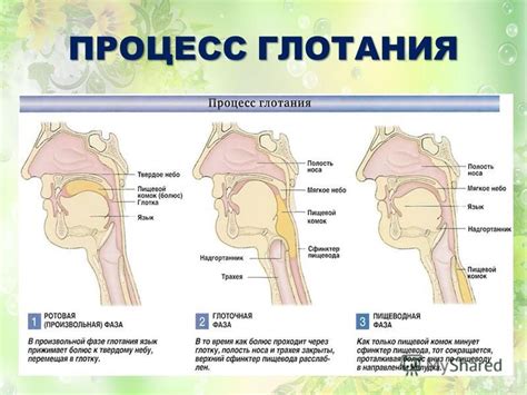 Сущность деятельности нижней кромки небного языка, обеспечивающей нормальное процесс глотания