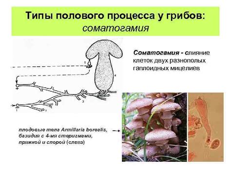 Сущность процесса образования спор у грибов с шапками: уникальные черты и специфика