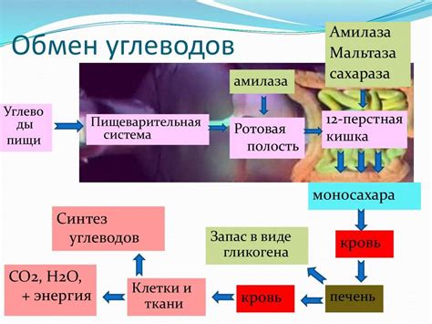 Сущность углеродных соединений в организме человека: от белков до липидов