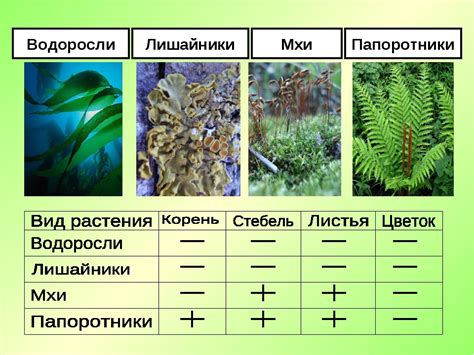 Сходства водорослей папоротника и рябины