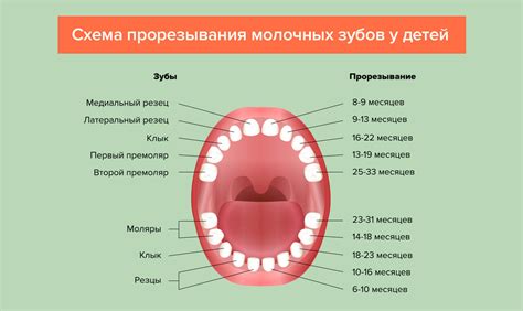 С какого месяца растут зубы у новорожденных?