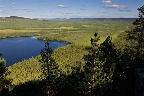 Таинственные просторы Гремучего болотного уголка