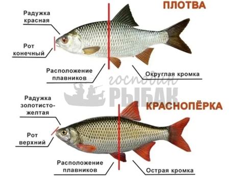 Тайное искусство успешной уловистой рыбалки в прекрасных просторах Удмуртии