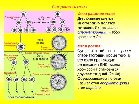 Теплая зона: возникающие различия