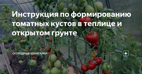 Техники укрепления томатных кустов для оптимального роста и развития