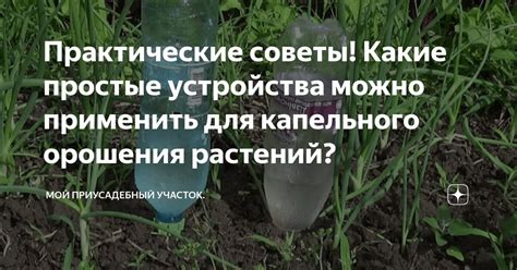 Техники успешной трансплантации растений на приусадебный участок