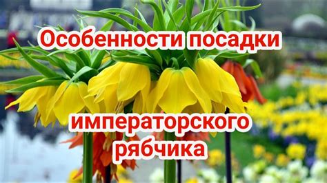 Технология выращивания рябчика императорского: от посадки до сбора урожая