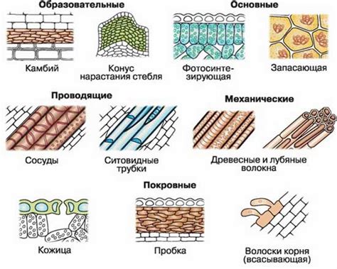 Типы основной ткани для передачи воздуха: разнообразие структур и функций