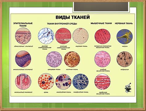 Типы тканей в организмах человека и животных