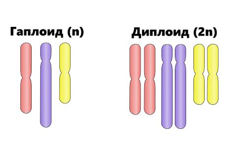 Типы хромосом: диплоидные, гаплоидные, полиплоидные