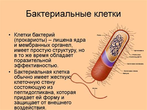 Топология ДНК у бактерий: комбинаторика структуры и функции