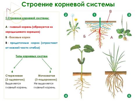 Травмирование корневой системы герани