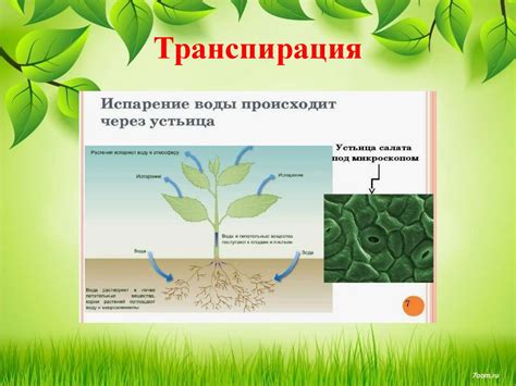 Транспорт воды и питательных веществ в растениях: важность проводящих тканей