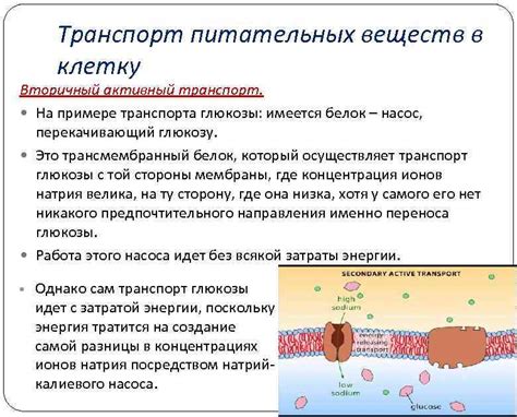 Транспорт питательных веществ с помощью жидкости