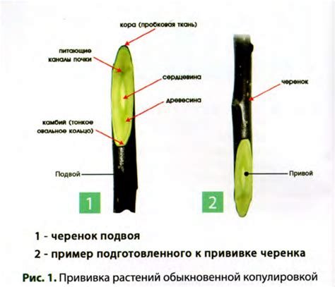 Требовательность к особенностям почвы для благоприятного развития растений