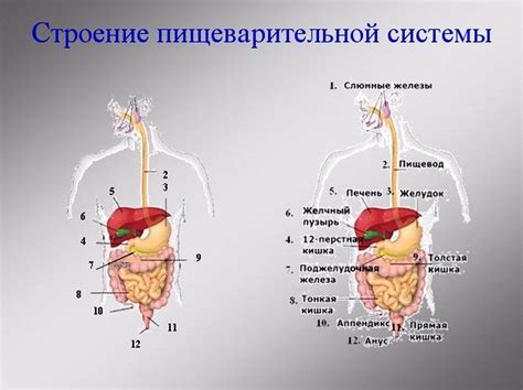 Третья неделя: готовим органы пищеварения