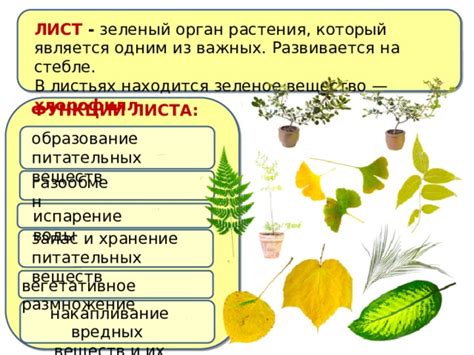 Тропический кладезь веществ: пестициды в стебле и листьях