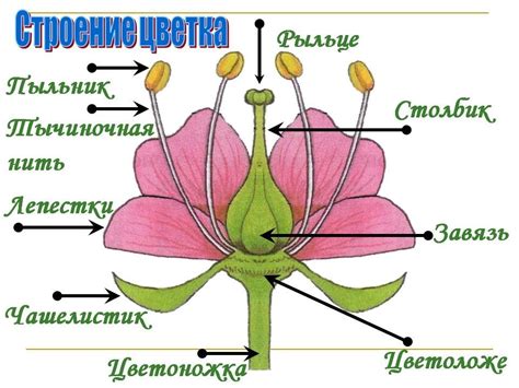 Тычинки: роль и значимость в процессе опыления