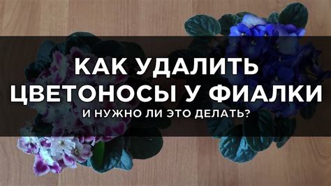 Удалить отцветшие цветоносы