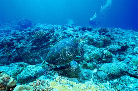 Удивительное богатство морской жизни в прибрежных водах Японского архипелага