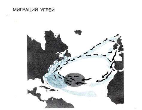 Удивительное путешествие: направление миграции трясогузки