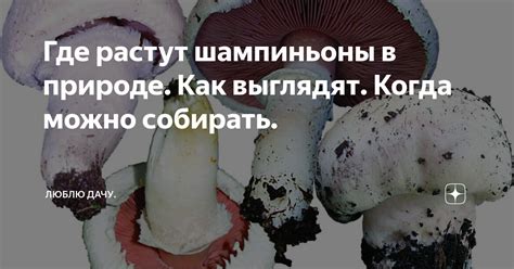 Удивительные места для наслаждения грибной охотой на юге нашей страны