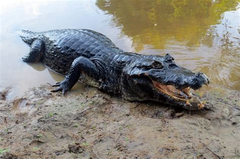 Удивительный мир существ в легендарной Амазонке